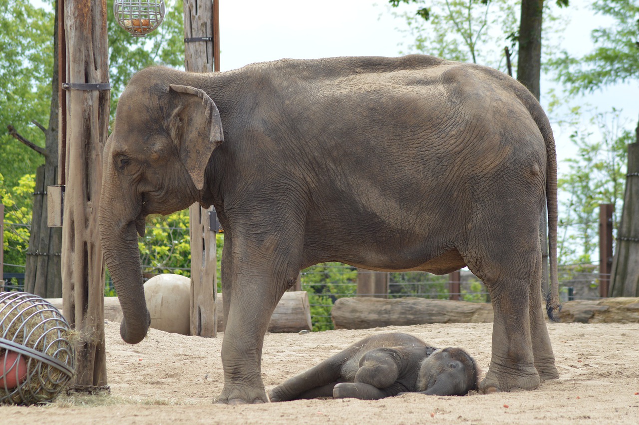 elephant  mom  baby free photo