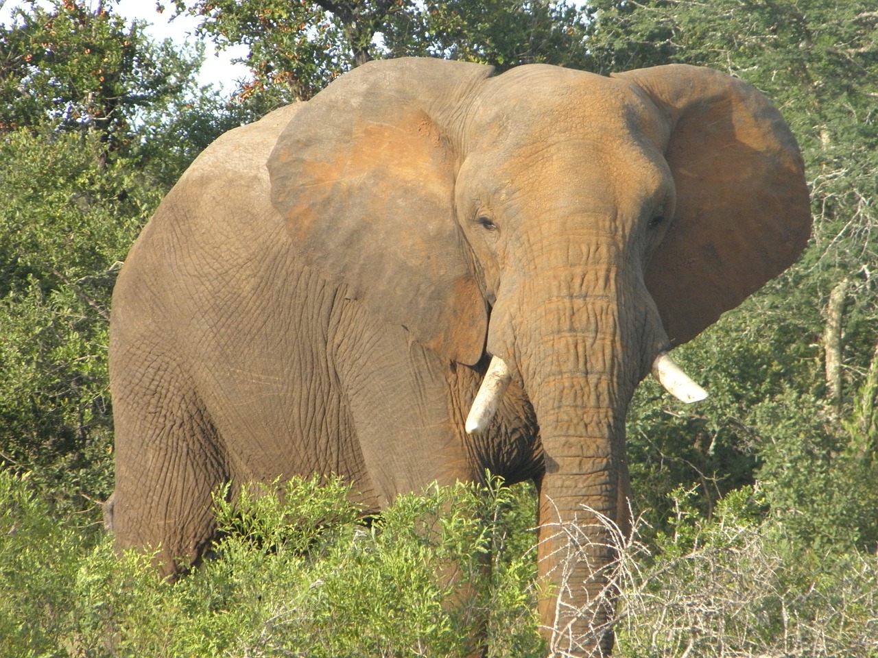 elephant africa wildlife free photo