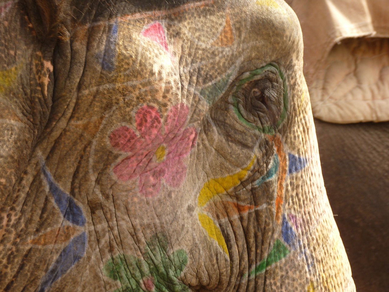 elephant painted head free photo
