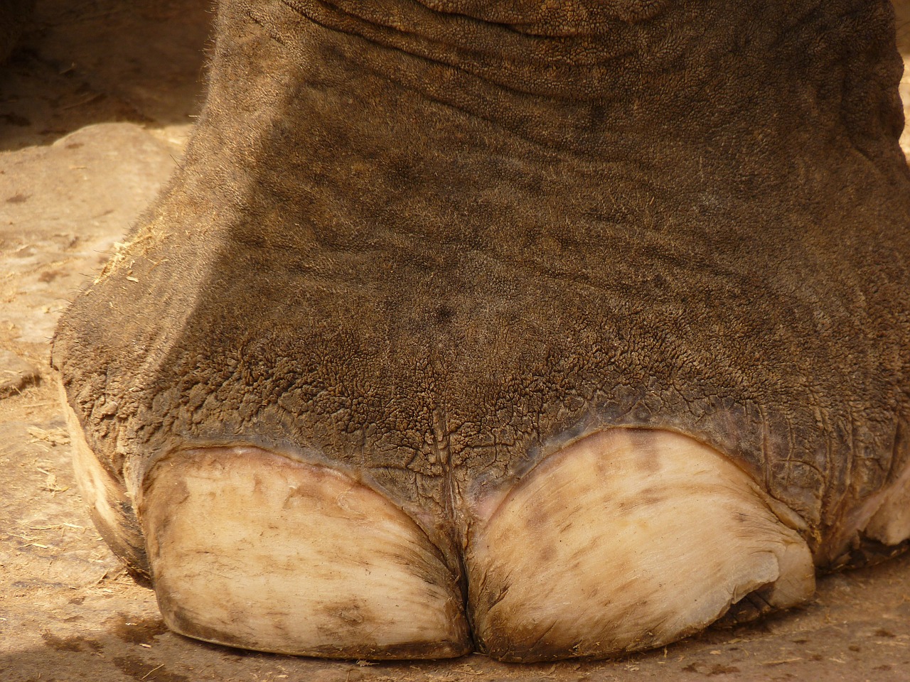 elephant foot ten free photo