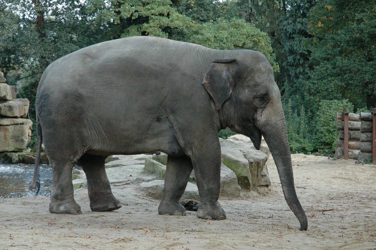 elephant zoo africa free photo