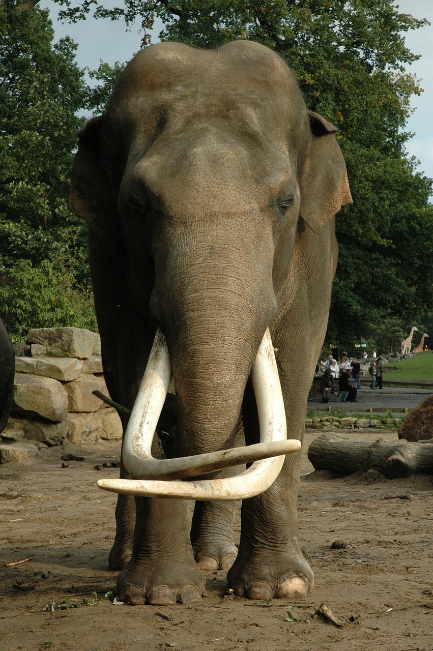 elephant tusk animal free photo