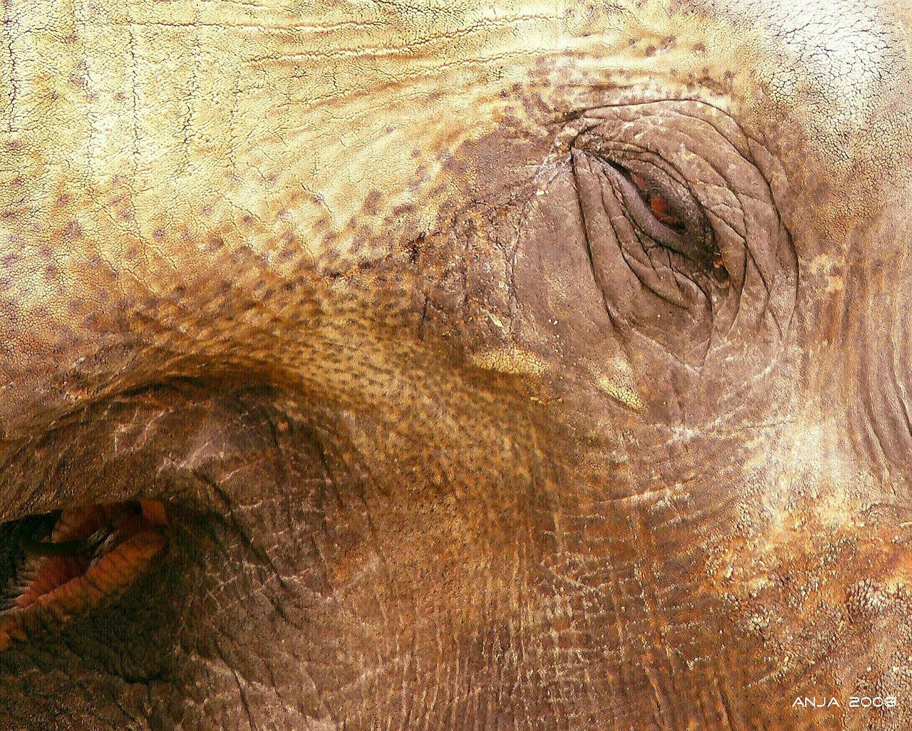 elephant elephant skin animal free photo