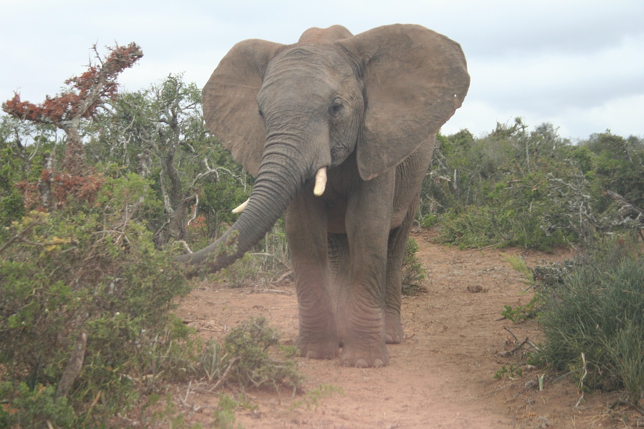 elephant wildlife african free photo