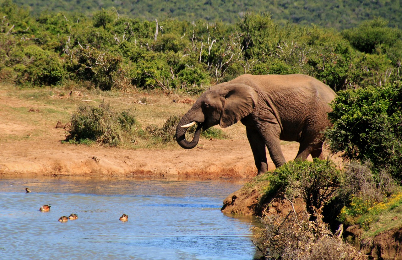 elephant african bush elephant animals free photo