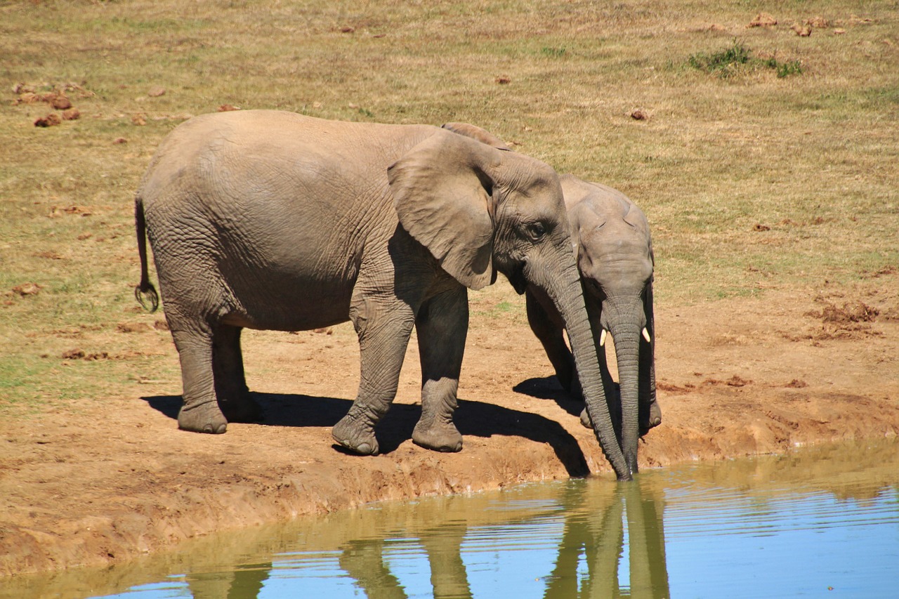 elephant african bush elephant animals free photo