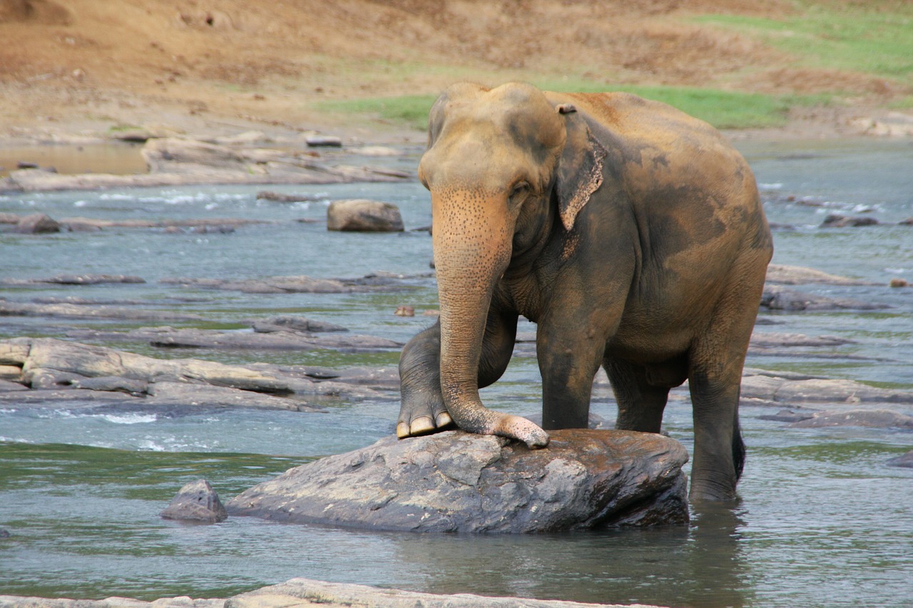 elephant animal water free photo