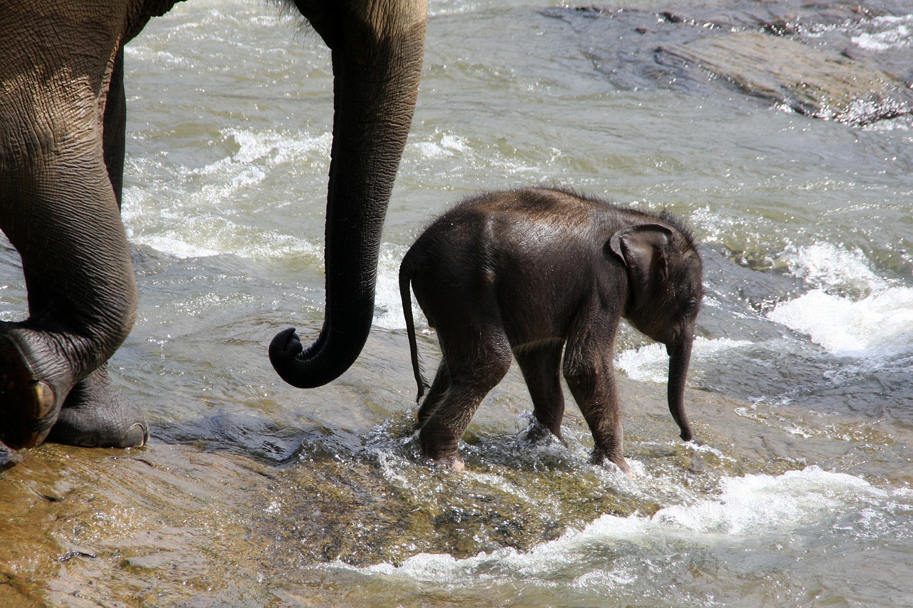 elephant baby elephant proboscis free photo