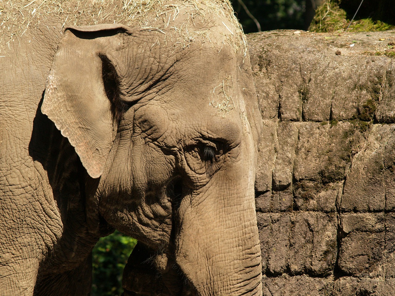 elephant indian elephant pachyderm free photo