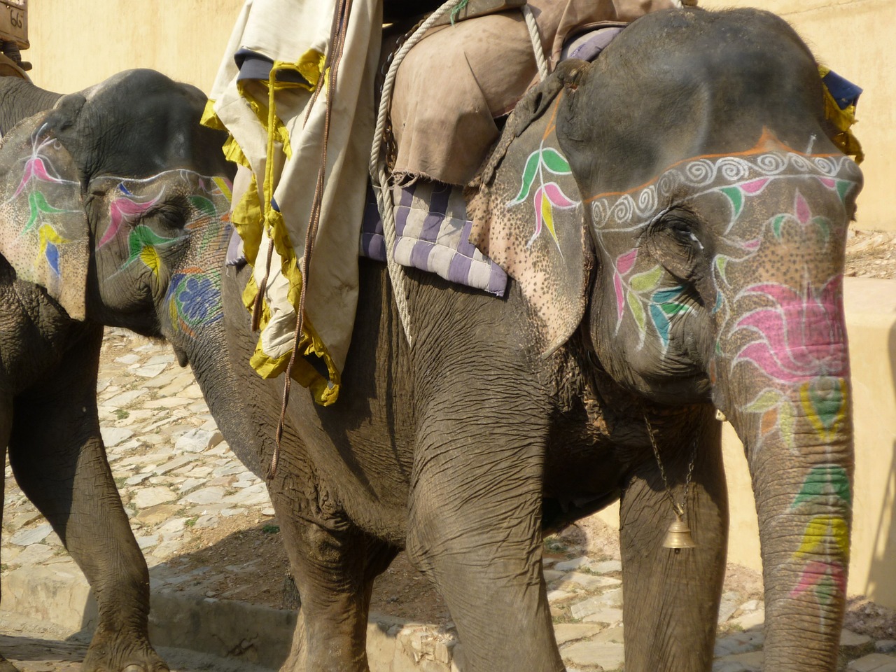 elephant india travel free photo