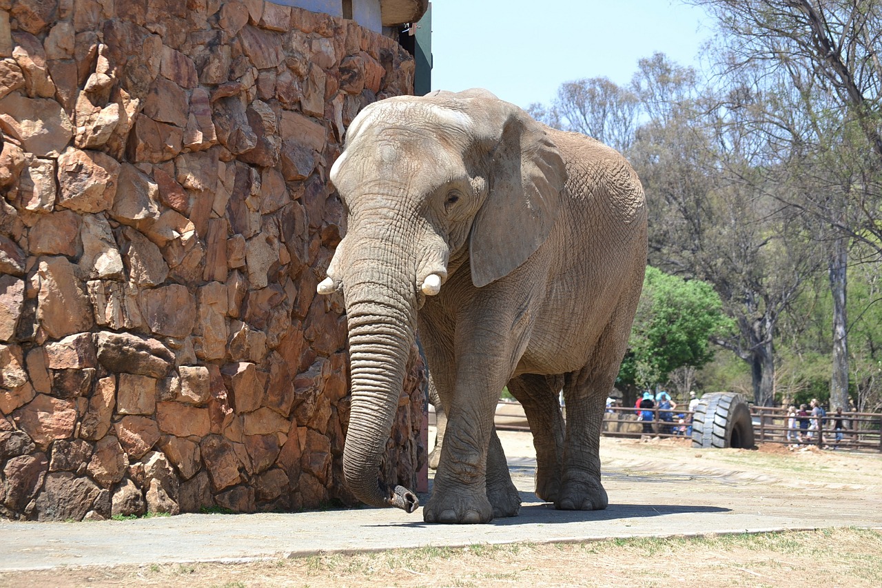 elephant zoo animal free photo