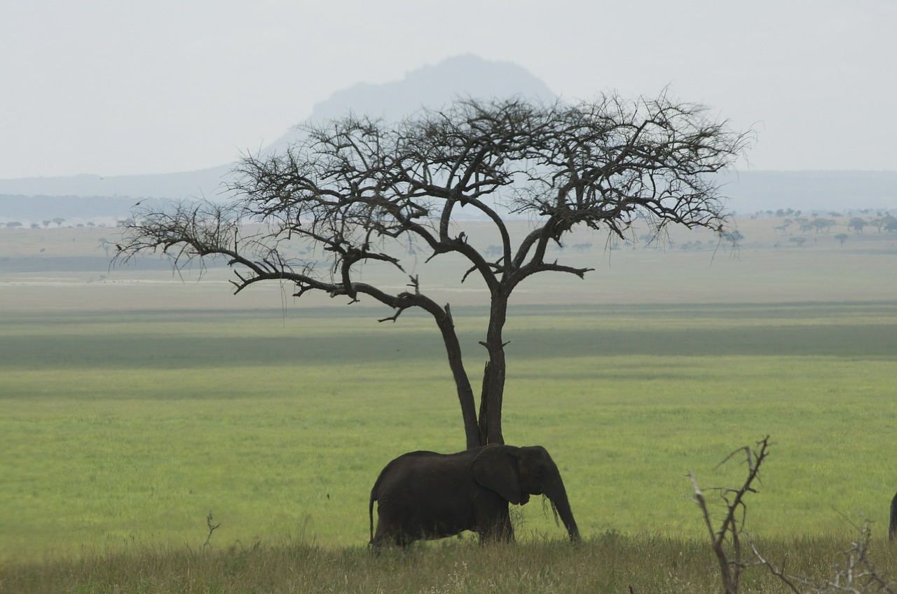 elephant tanzania africa free photo