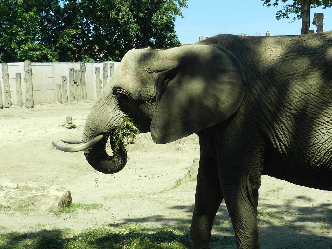 elephant zoo animals free photo