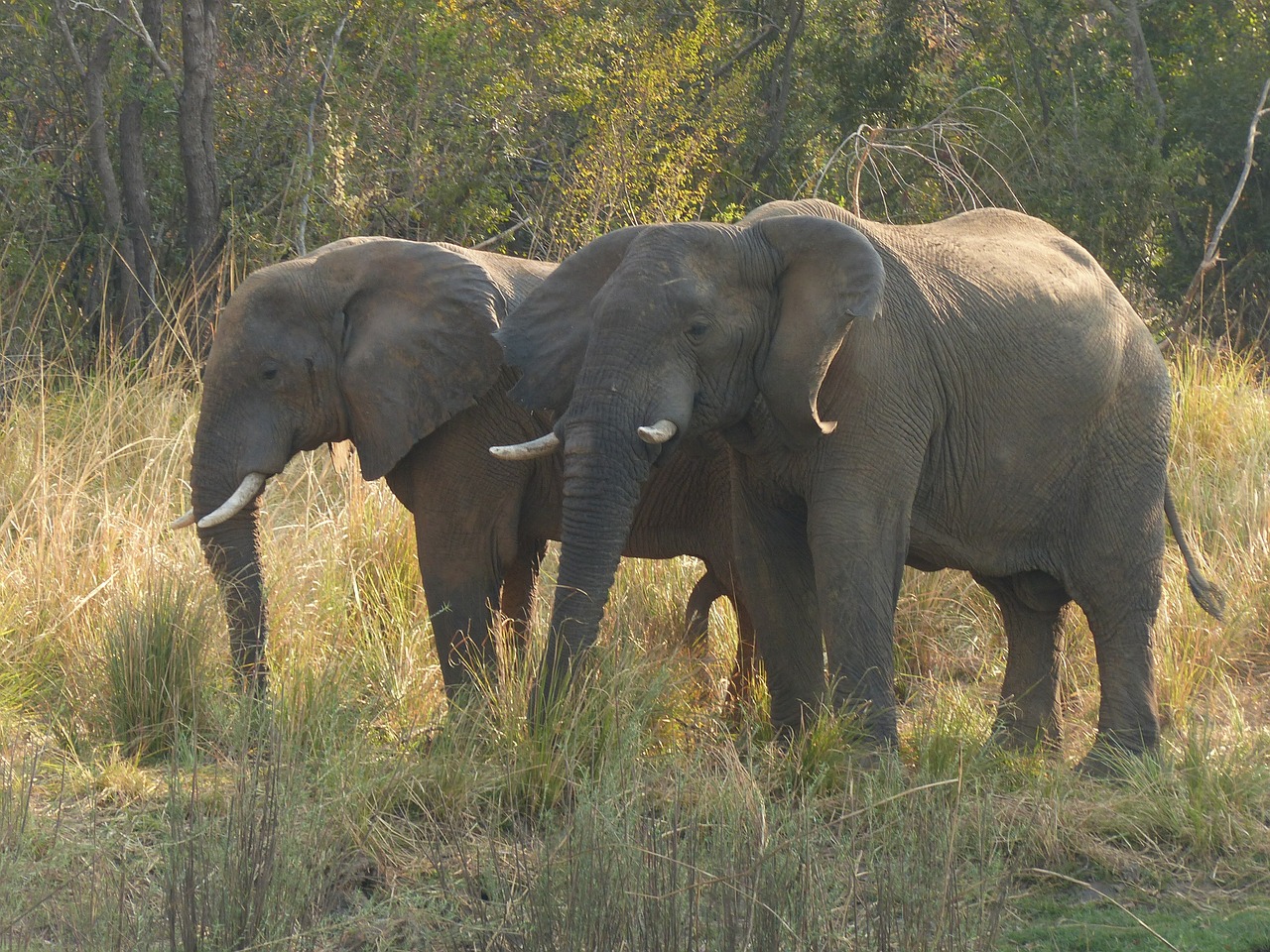 elephant zambezi africa free photo