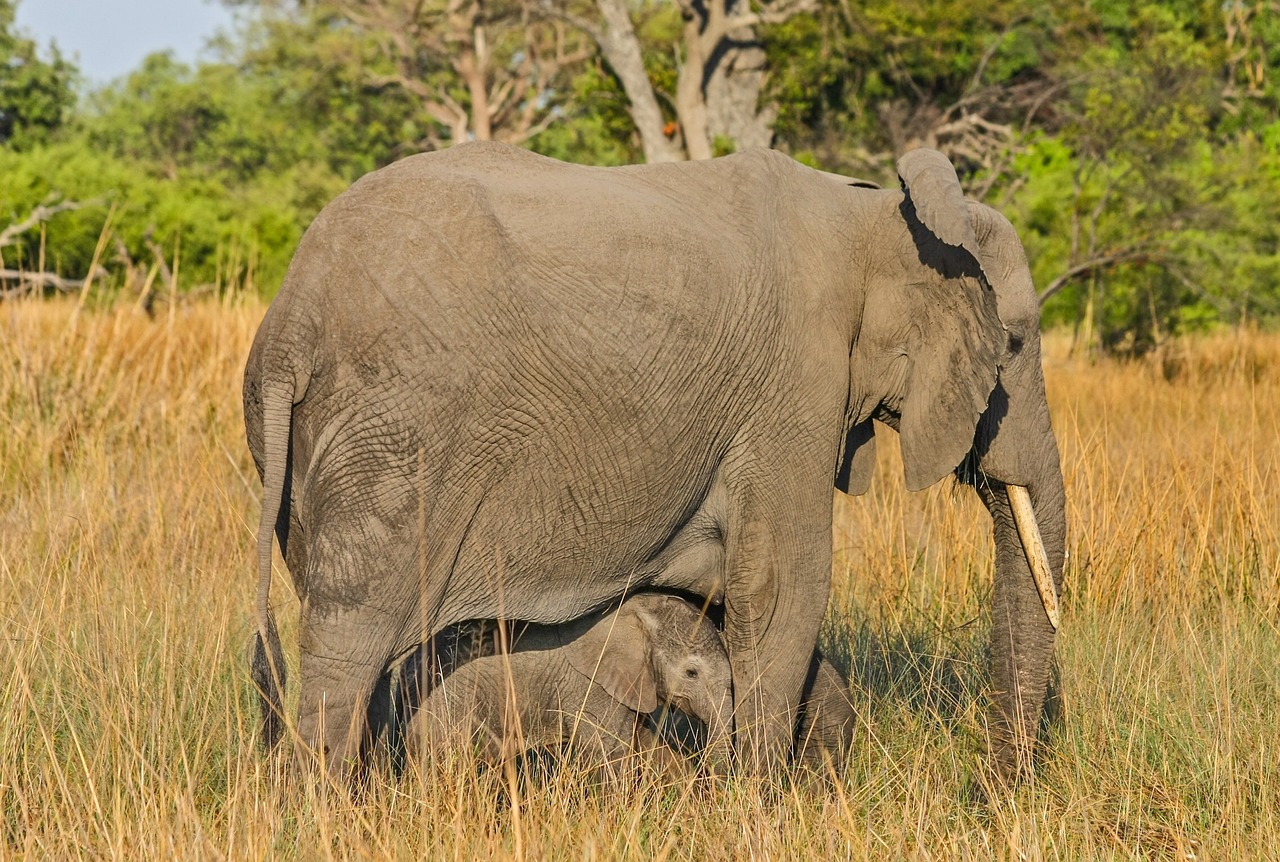 elephant botswana africa free photo