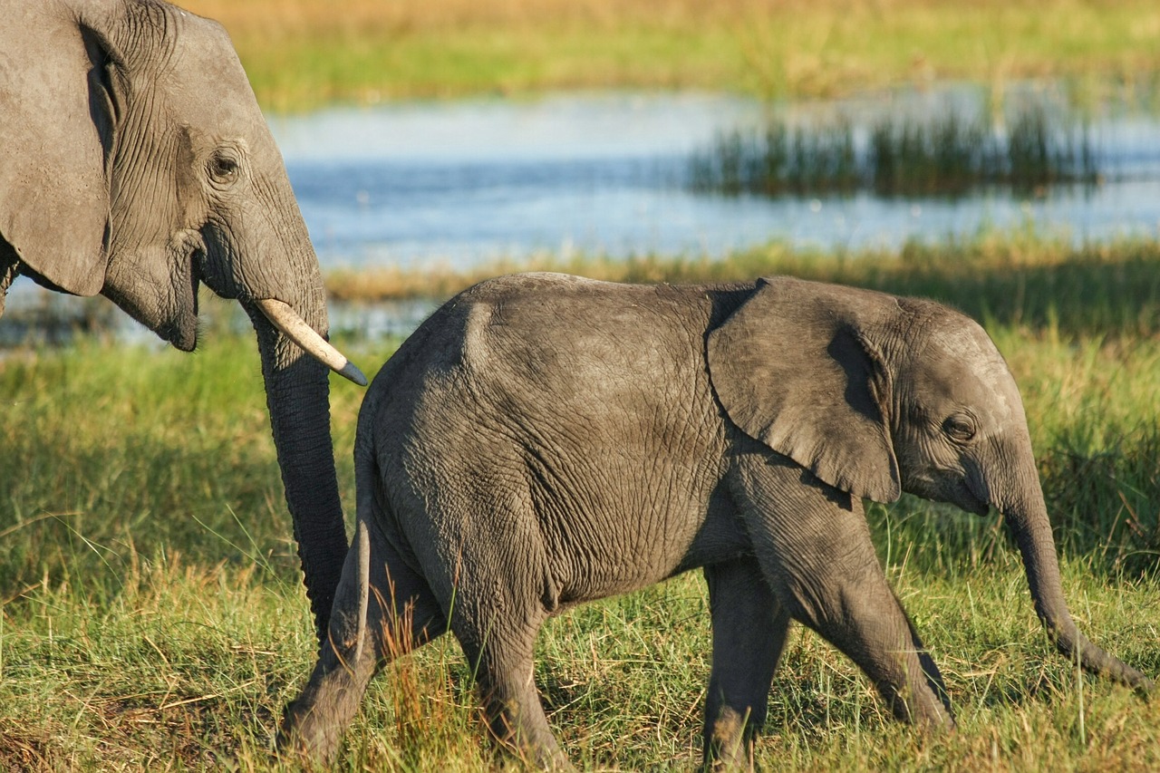 elephant safari wilderness free photo