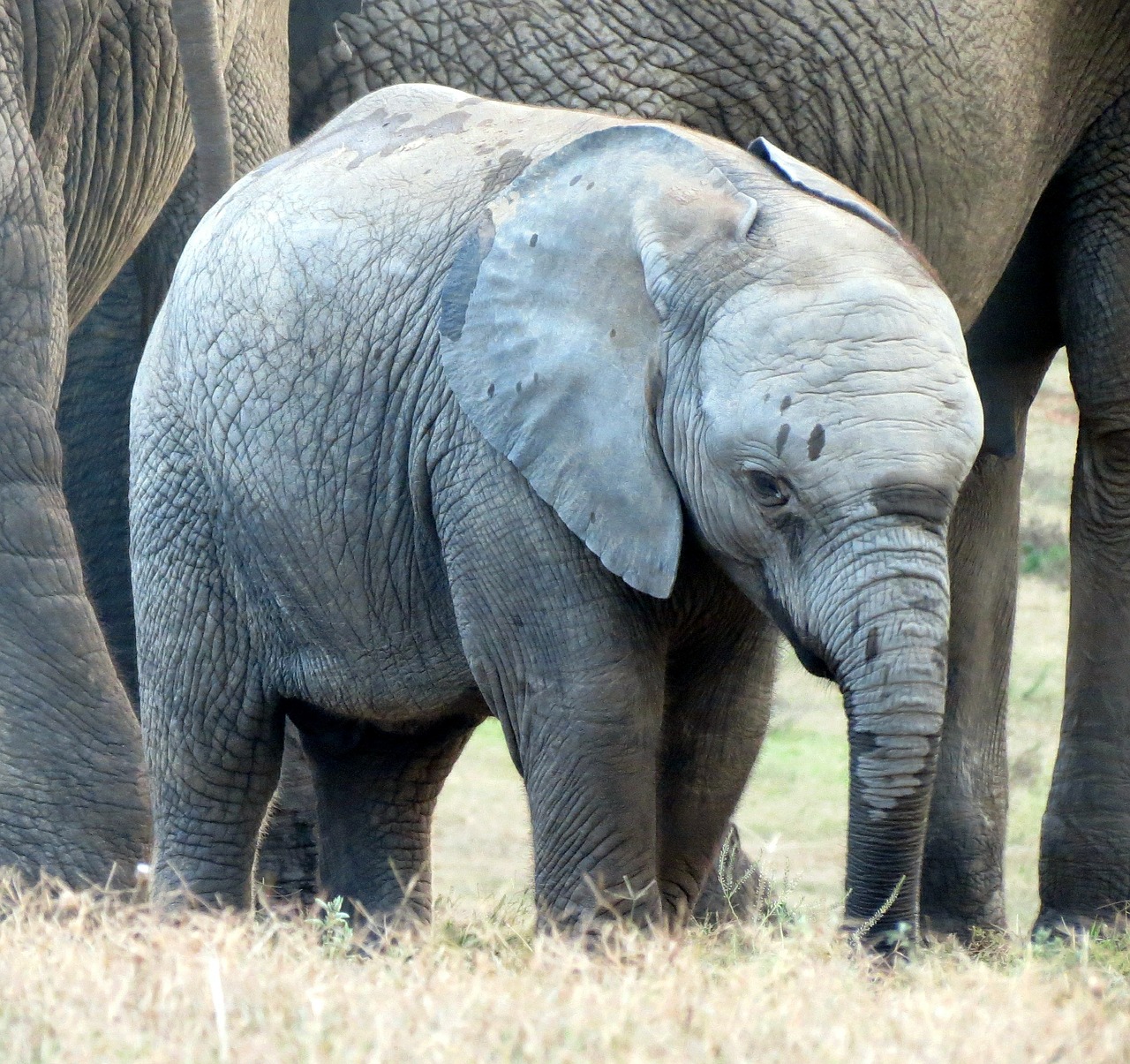elephant elephant baby calf free photo