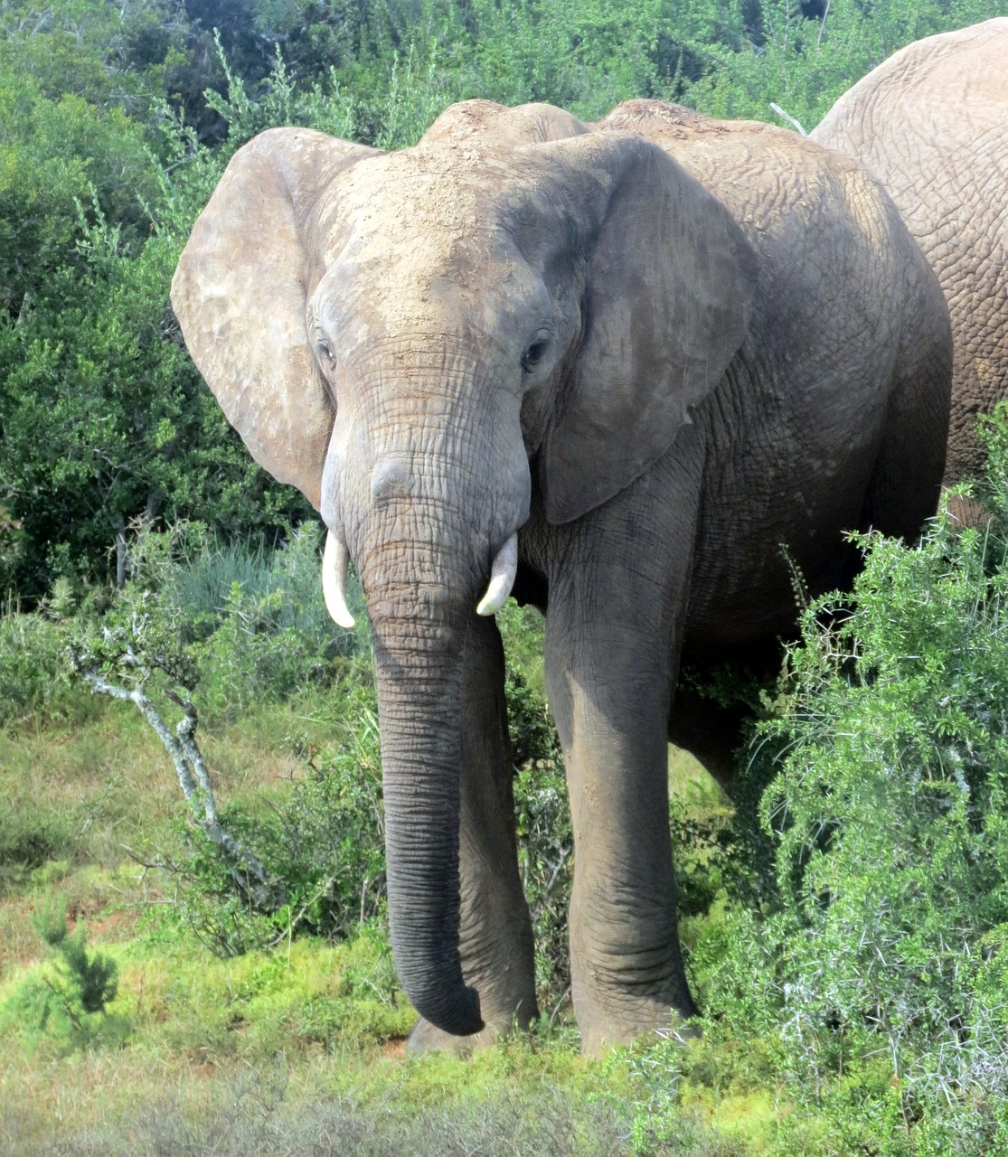 elephant south africa national park free photo
