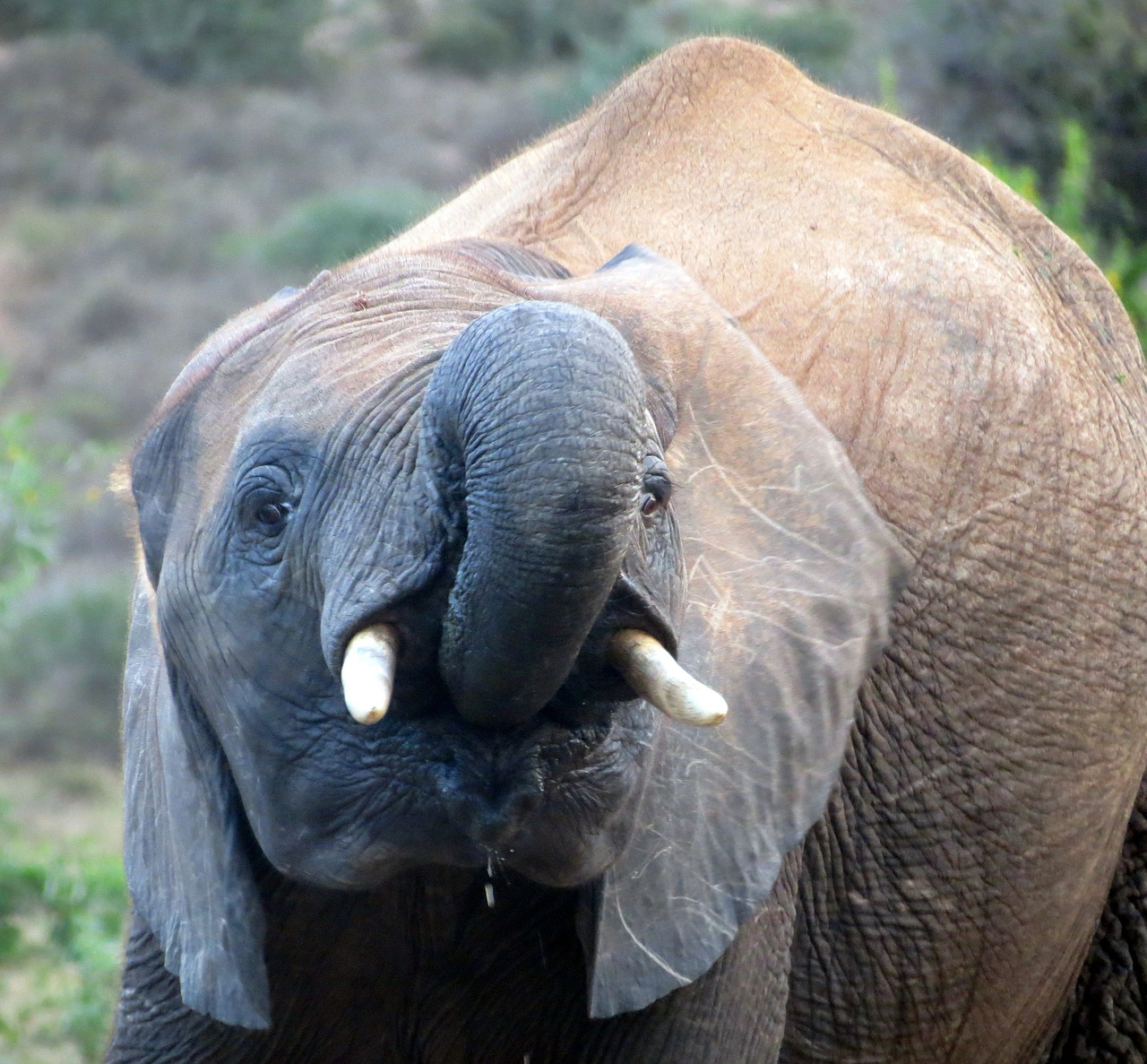 elephant south africa national park free photo