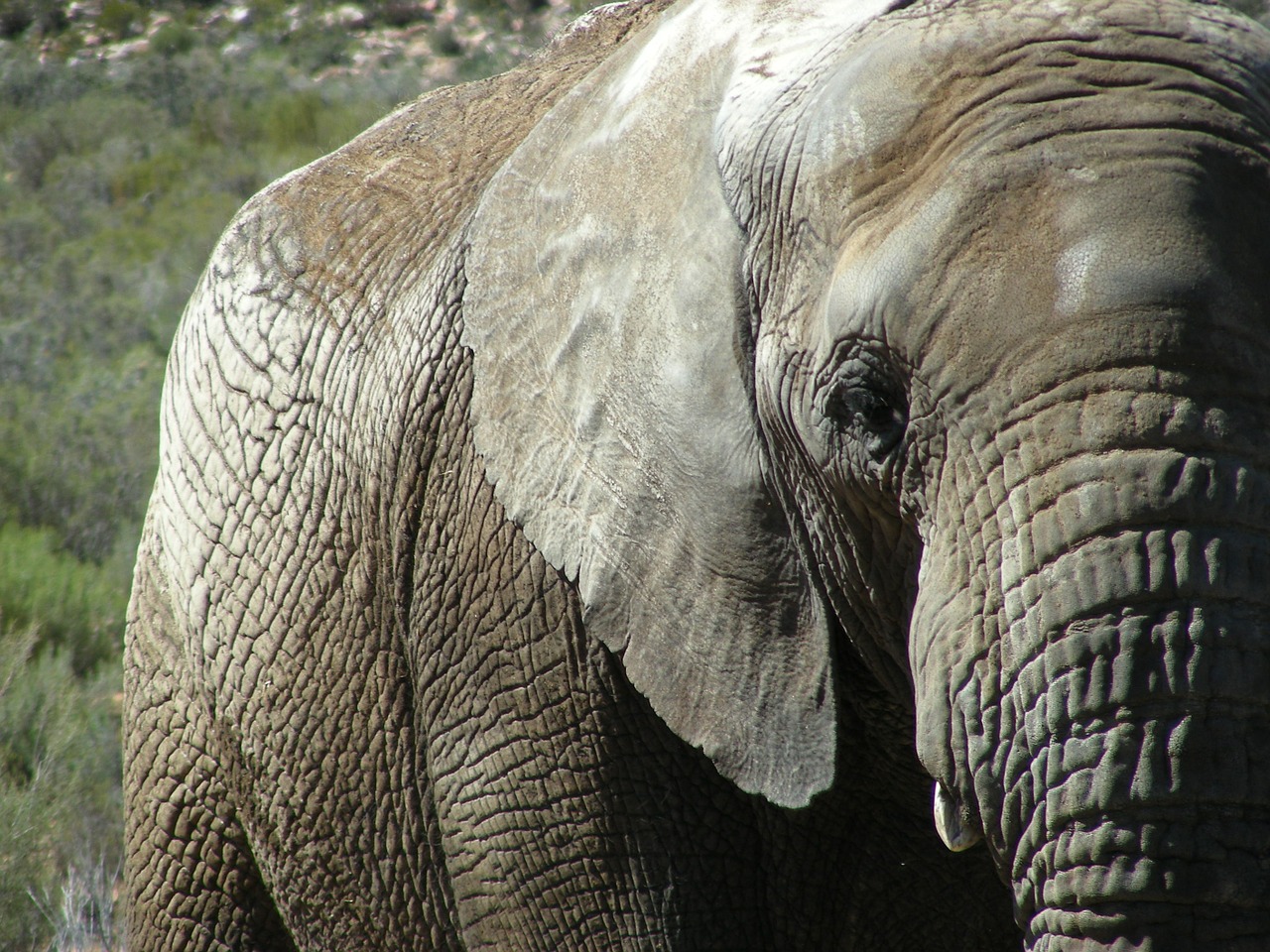 elephant animal pachyderm free photo