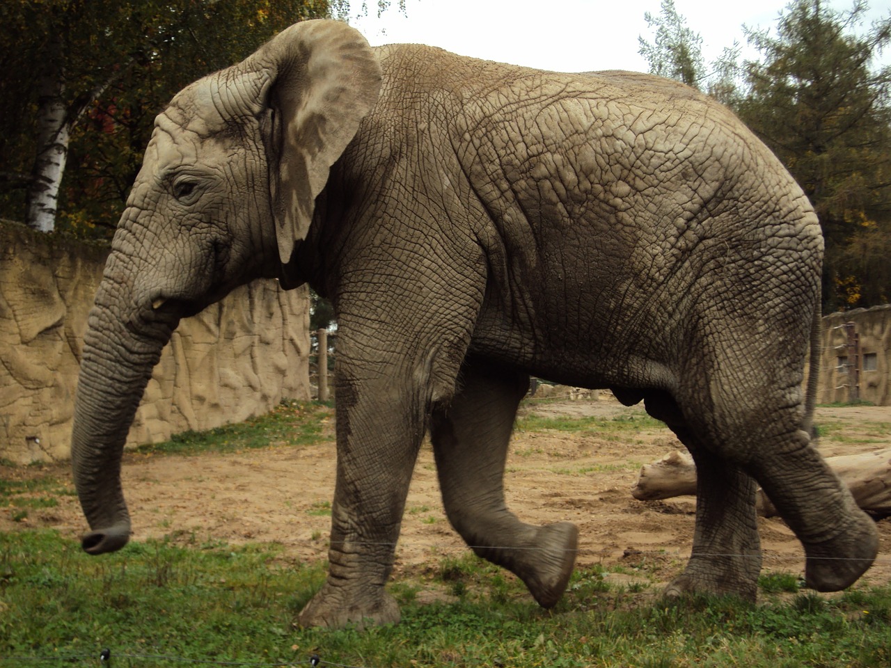 elephant zoo trunk free photo