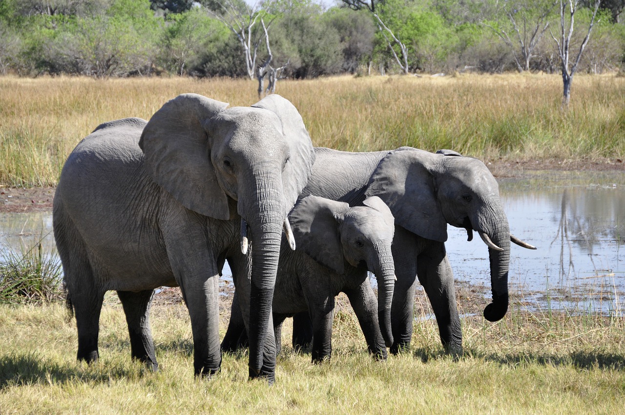 elephant africa okavango delta free photo