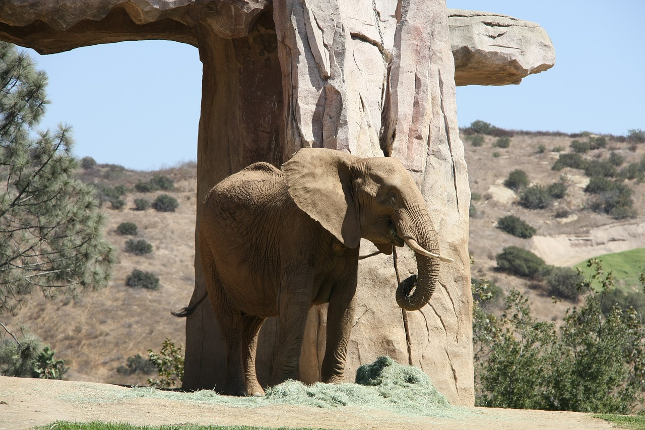 elephant nature animals free photo