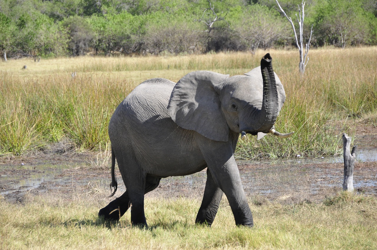 elephant animal africa free photo