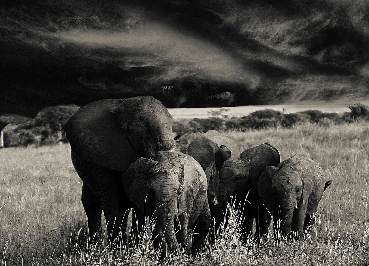 elephant animals flock free photo