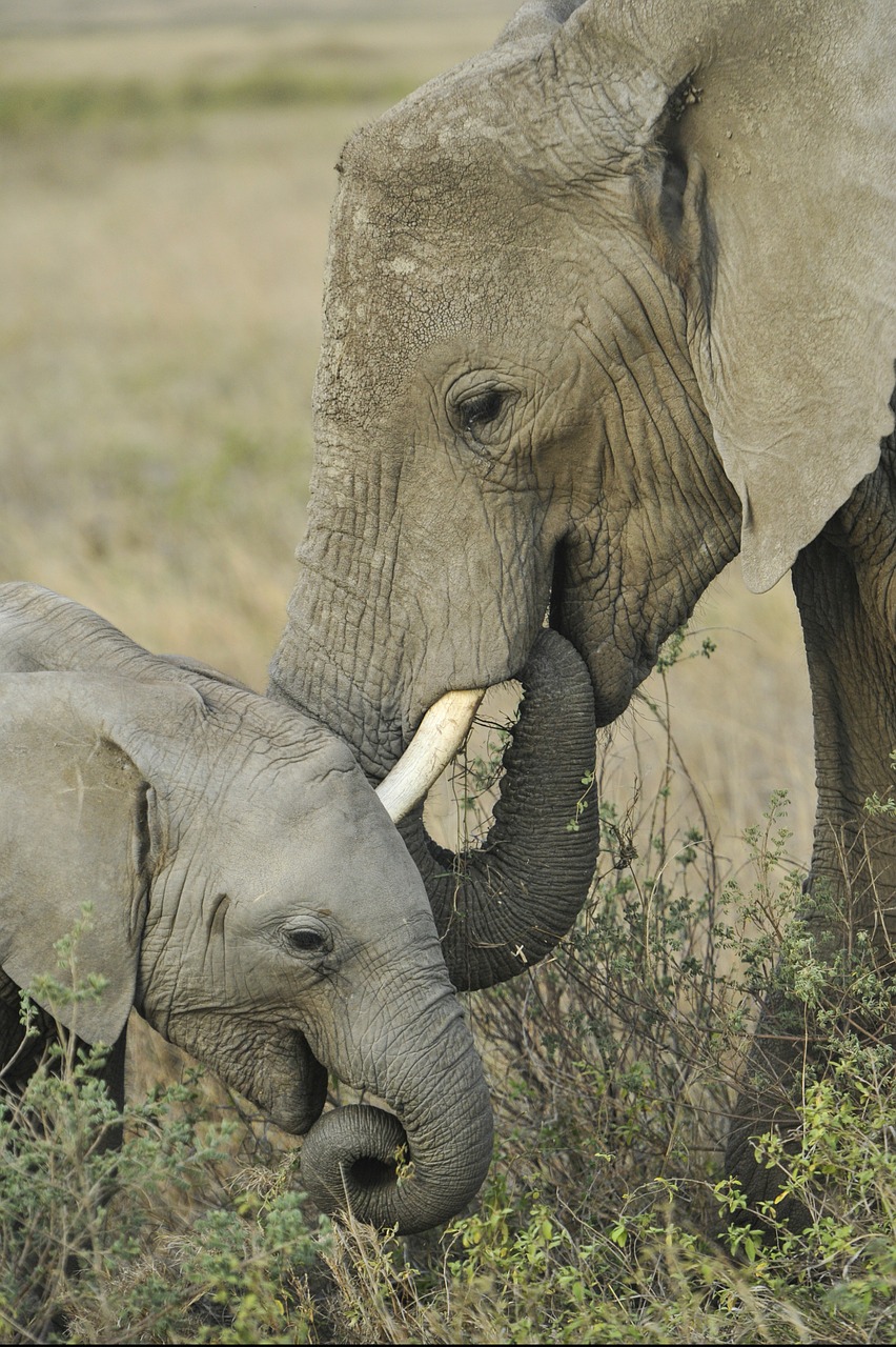 elephant mother baby free photo