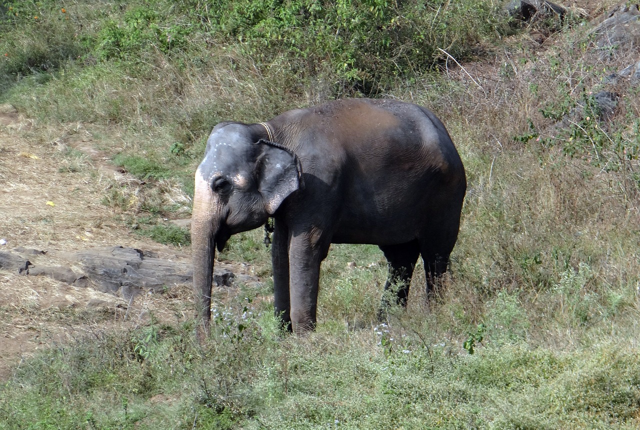 elephant tamed indian free photo
