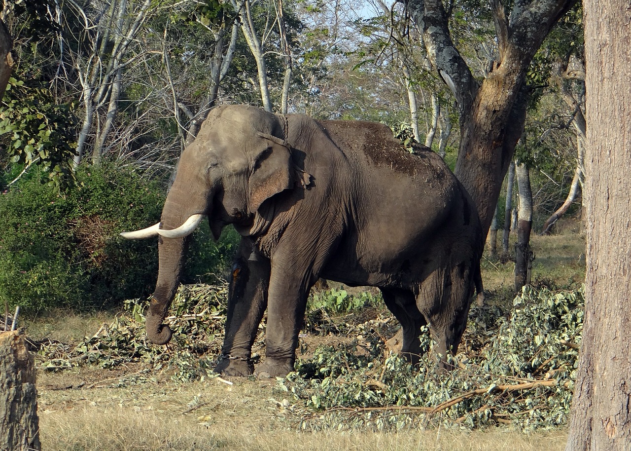 elephant india tusker free photo