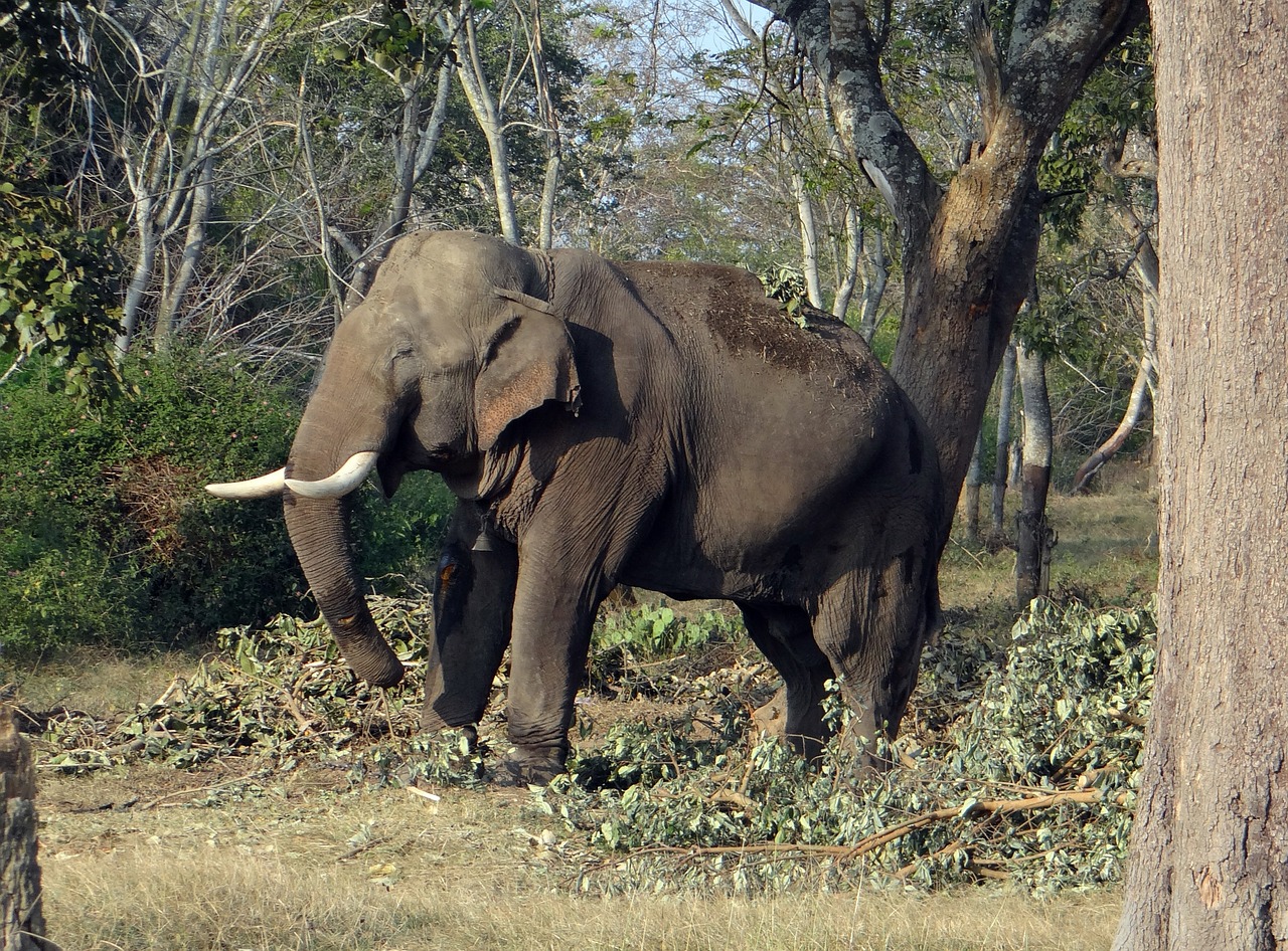 elephant india tusker free photo