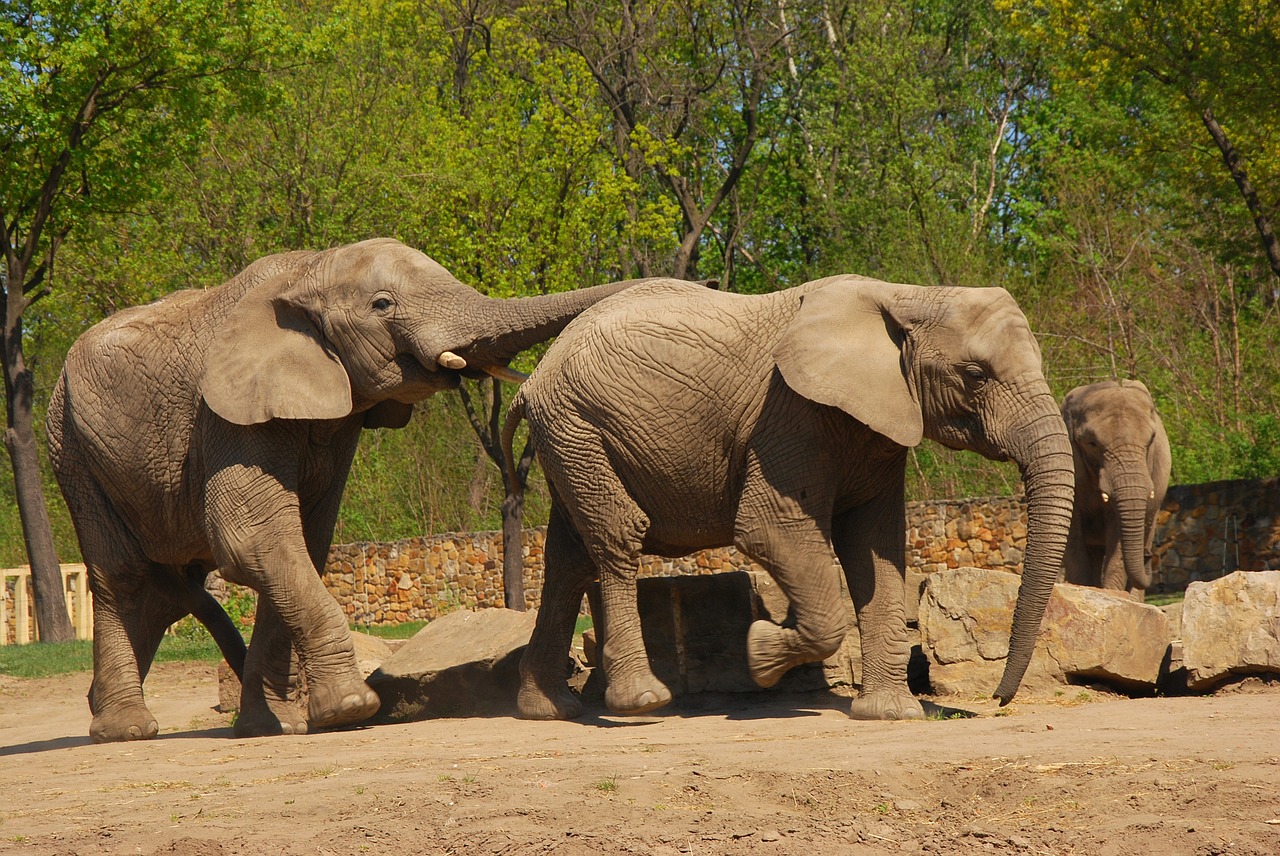 elephant zoo animal free photo