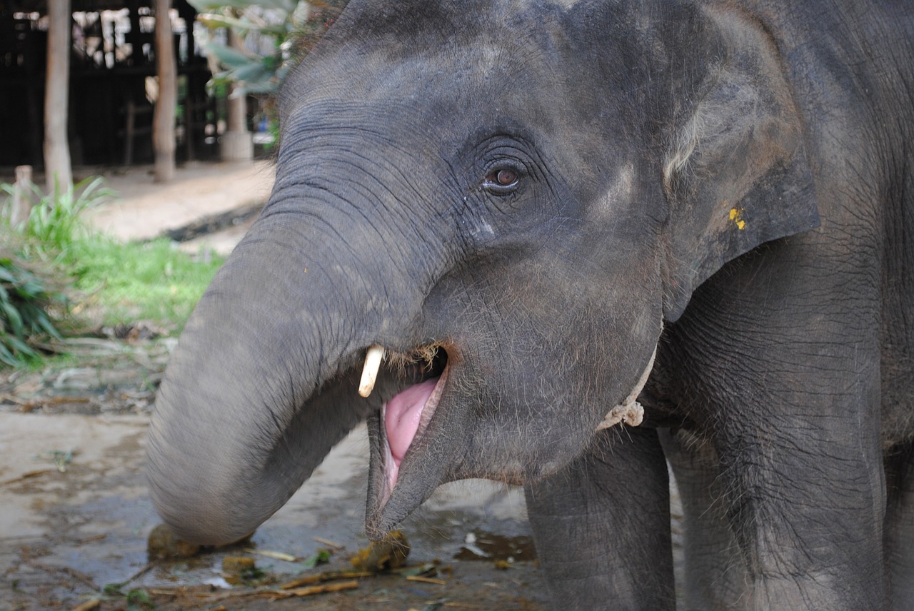 elephant animal asia free photo