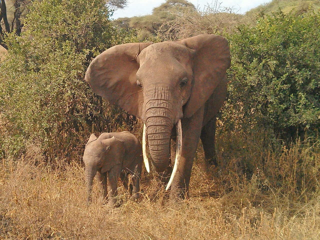 elephant animals africa free photo