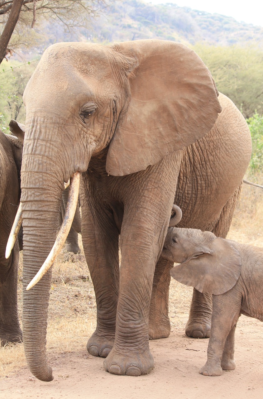 elephant animals africa free photo