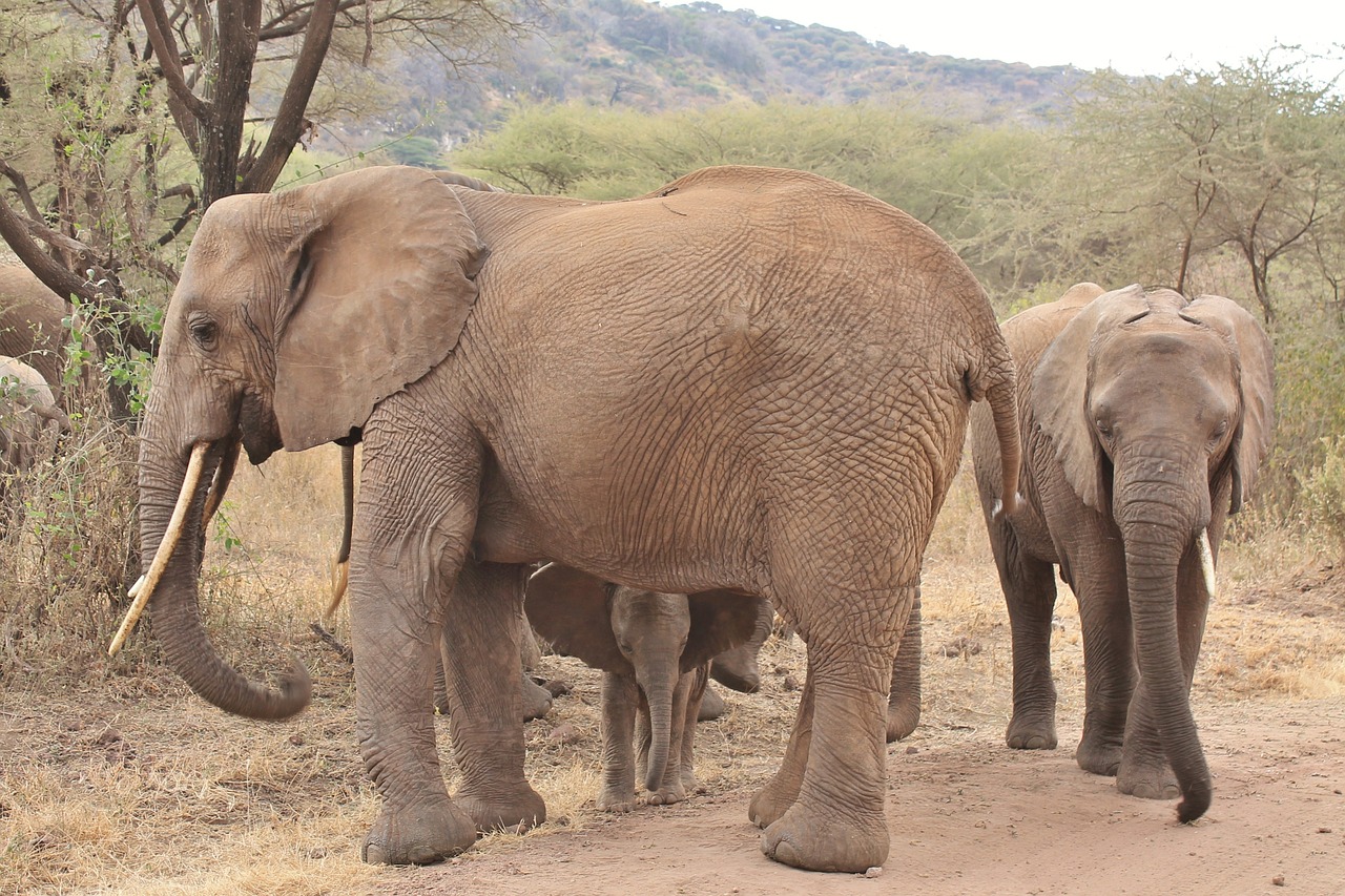 elephant animals africa free photo