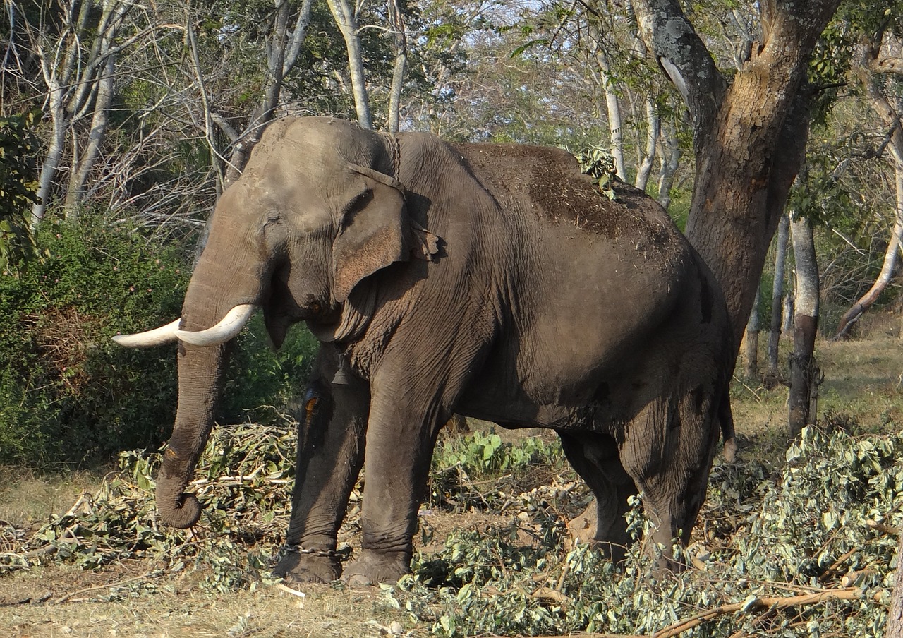 elephant wild animal free photo