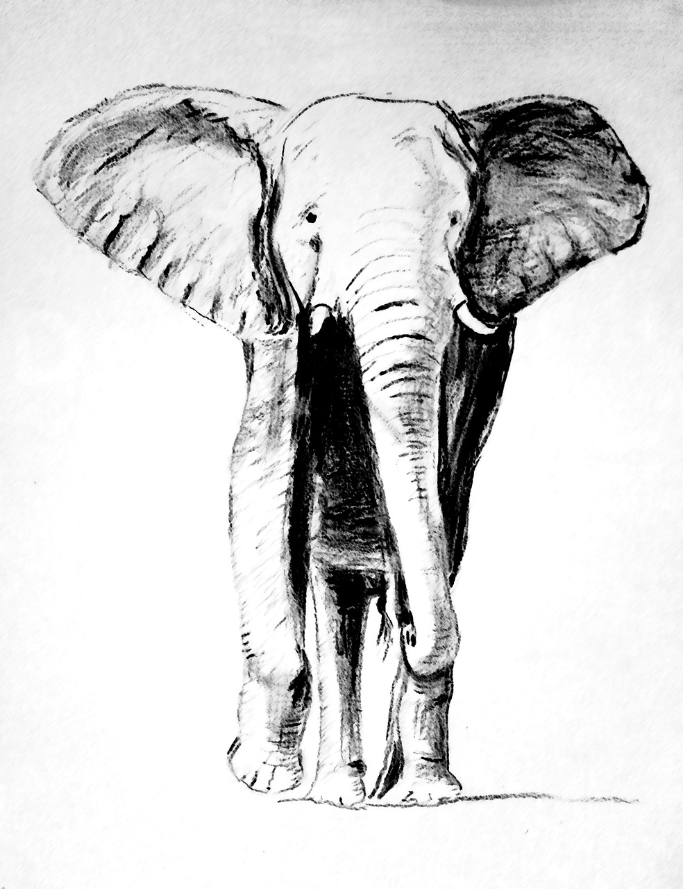 elephant drawing carbon free photo