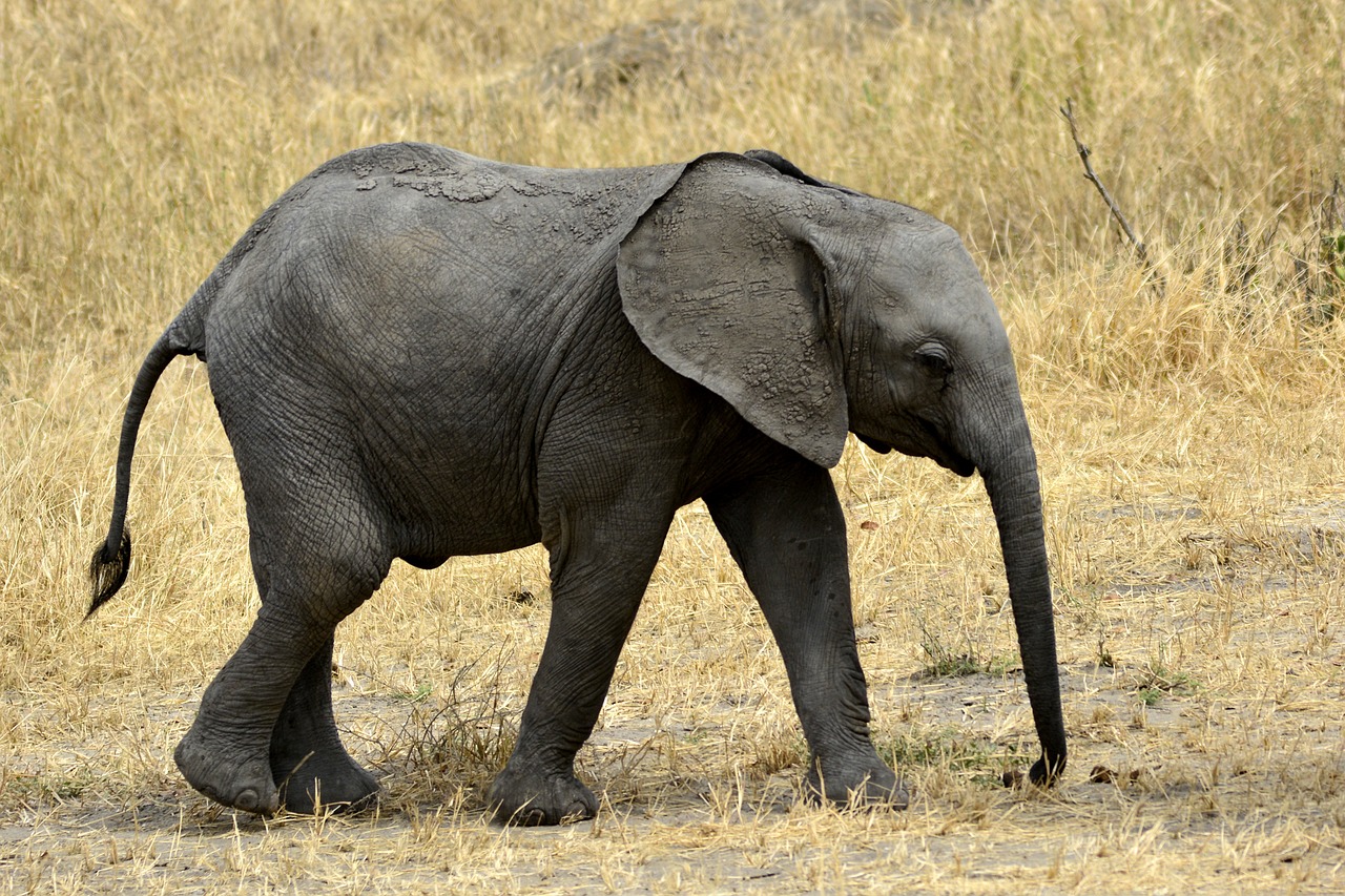 elephant baby slůně free photo