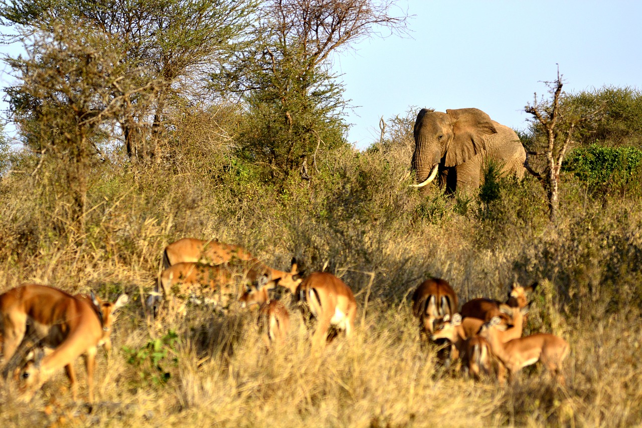 elephant impala gazella free photo