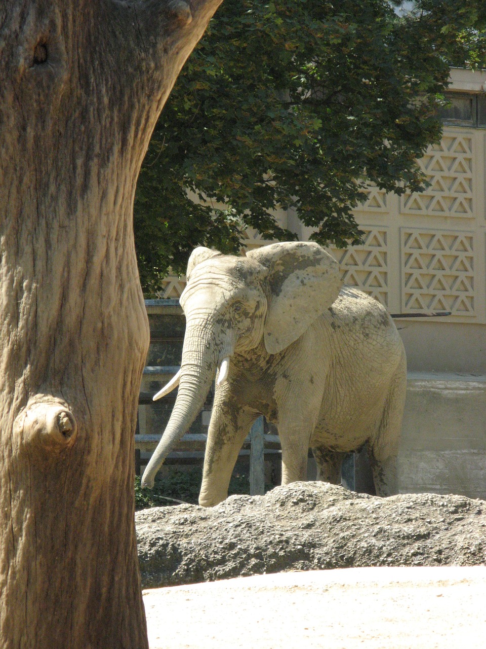 elephant zoo basel outdoor enclosures free photo