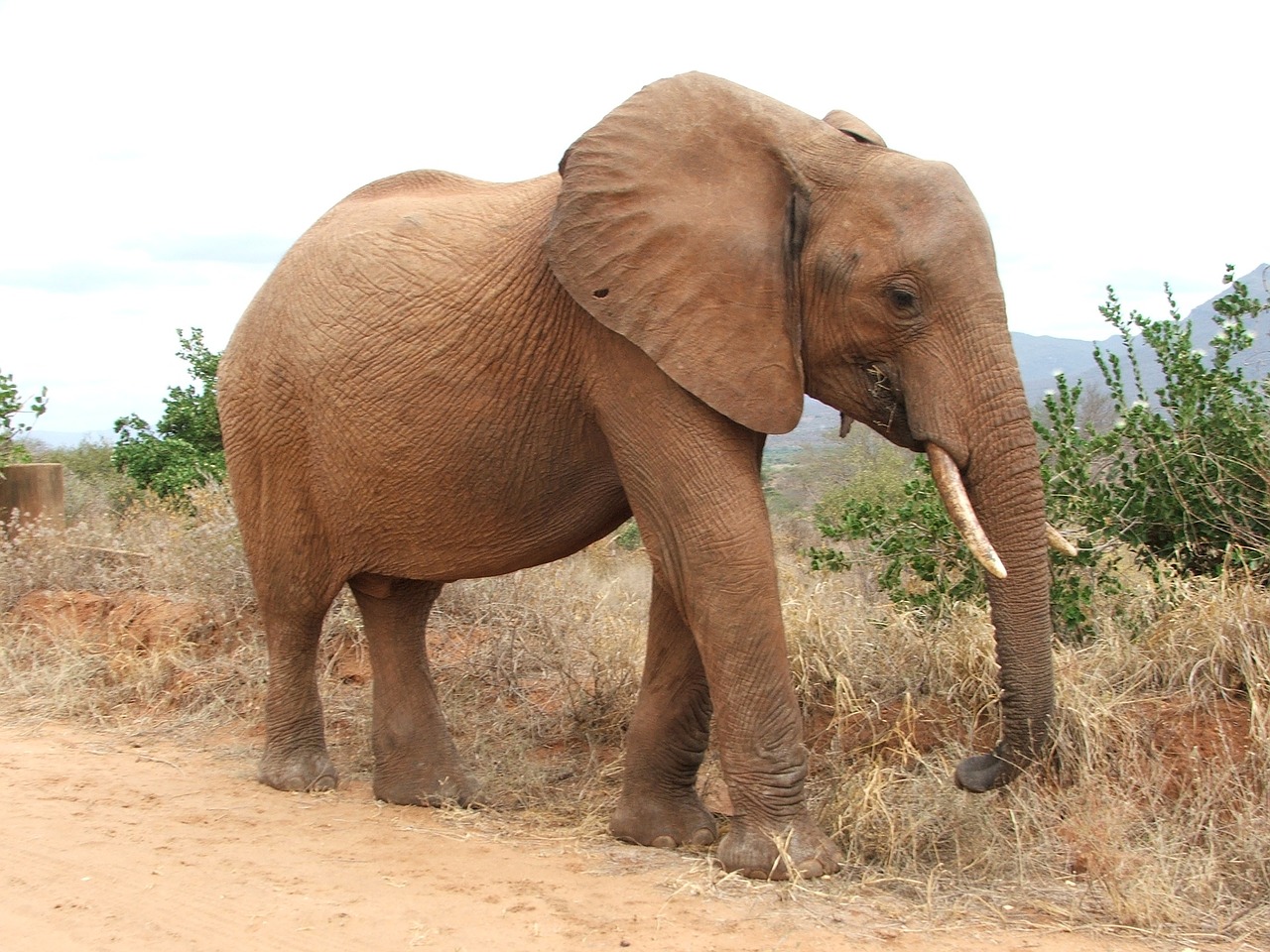 elephant kenya safari free photo