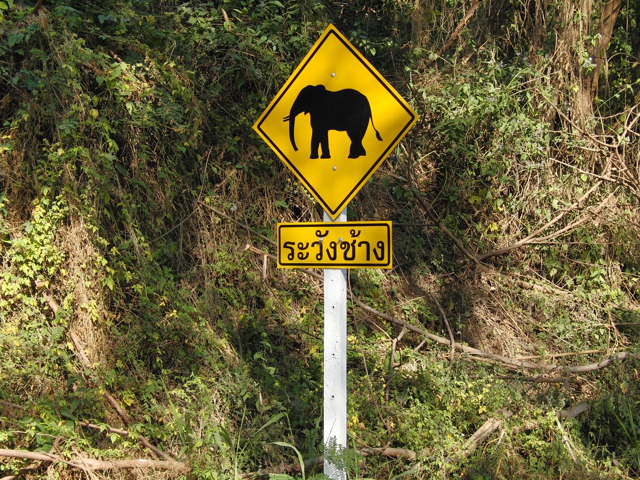 elephant traffic sign warnschild free photo