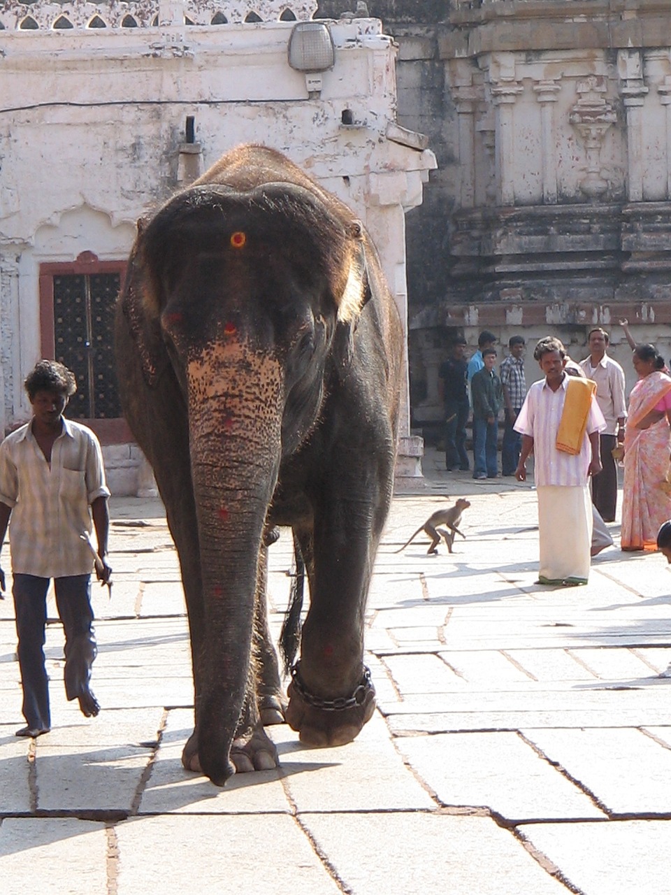 elephant temple elephant culture free photo