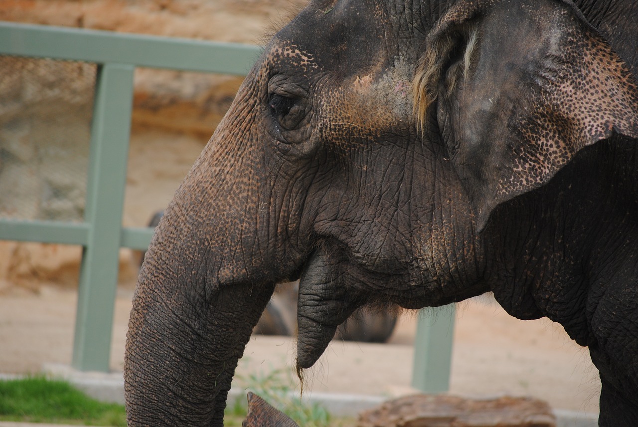 elephant face animal free photo