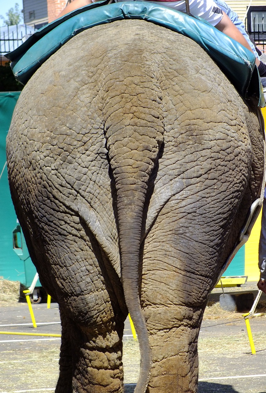 elephant ass butt free photo