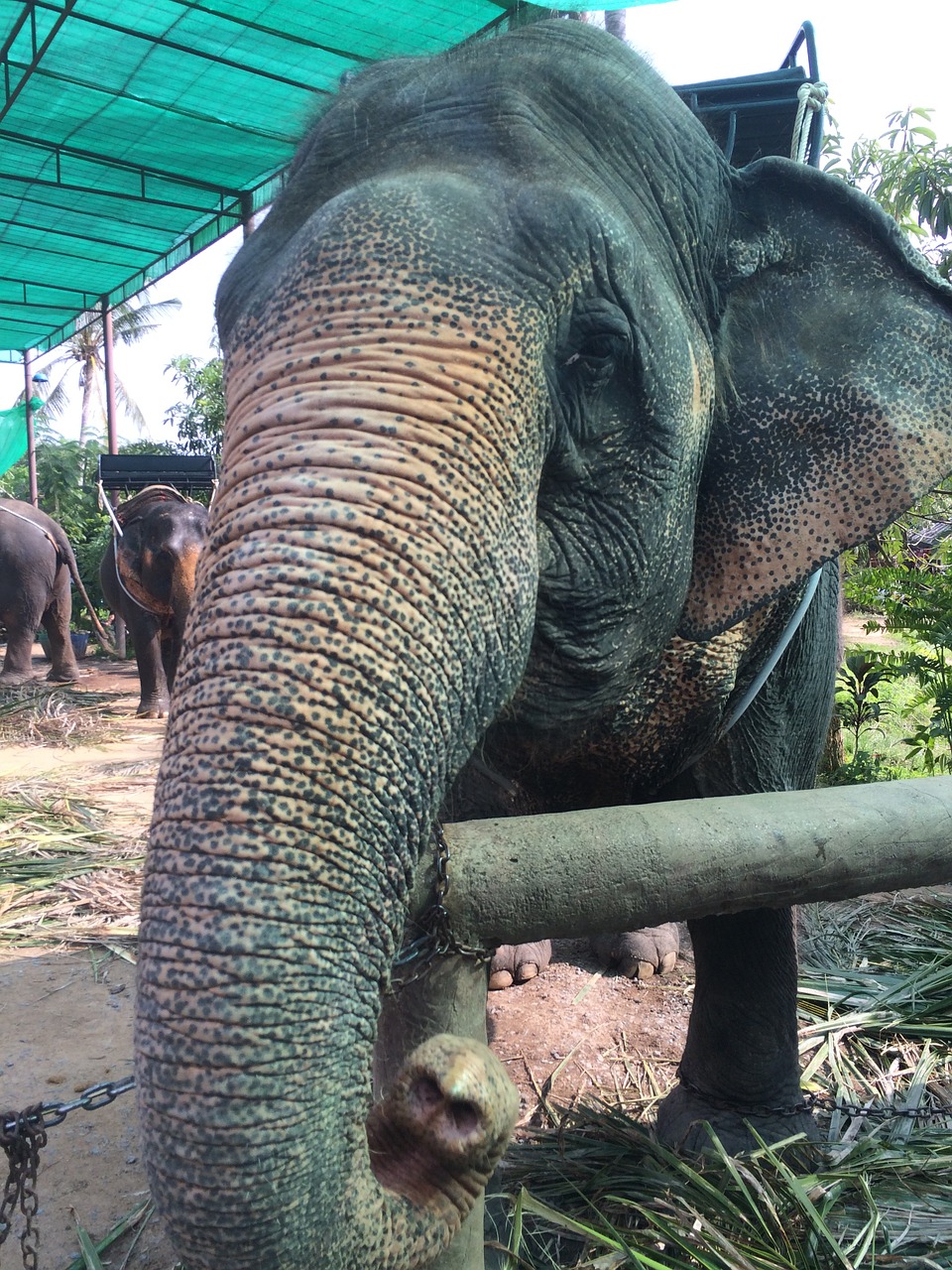 elephant thailand zoo free photo