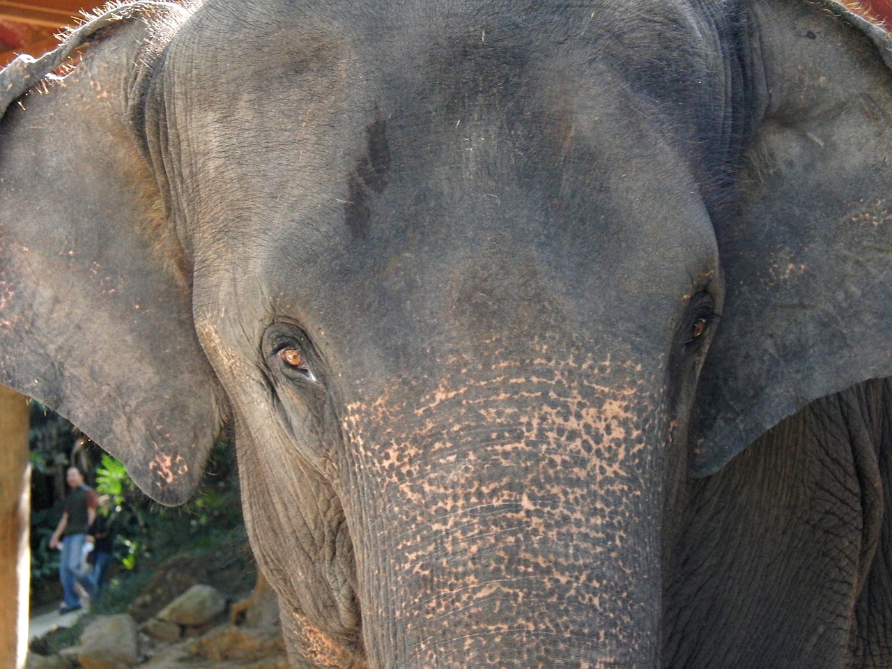 elephant animal asia free photo